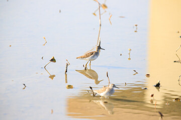  Wood Sandpiper Wading in Shallow Waters