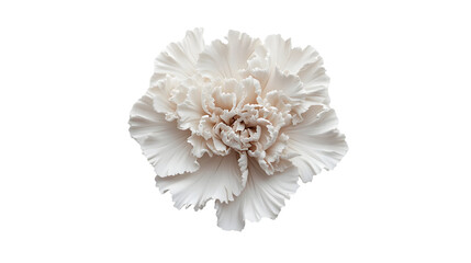 Creamy carnation, detailed and delicate