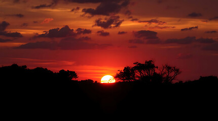 Dramatic sunset over silhouetted trees