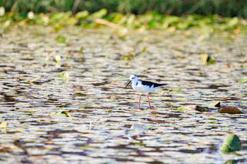 Black-winged Stilt Wading Gracefully Through Wetland Waters, Long Valley, Hong Kong