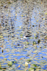 Black-winged Stilt Wading Gracefully Through Wetland Waters, Long Valley, Hong Kong