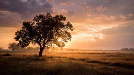 A stunning sunset behind a lone tree in a tranquil field, showcasing nature's beauty and serene atmosphere.