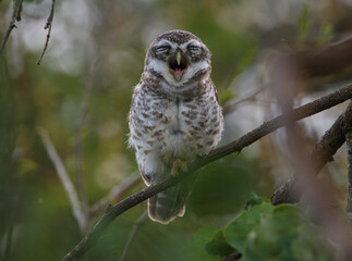 A Spotted Owlet sitting on a branch and dozing off