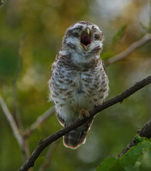 A Spotted Owlet yawning - photographed in Masinagudi forest (Tamil Nadu, India)