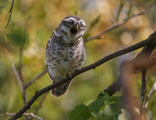 A Spotted Owlet yawning - photographed in Masinagudi forest (Tamil Nadu, India)