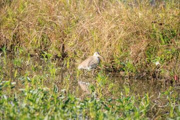 Camouflaged Heron Resting by Marshy Ban