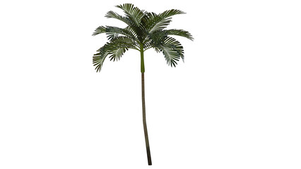 Tropical Tree