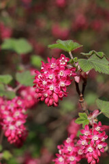 beautiful decorative garden red flowering bush