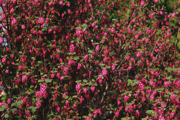 beautiful decorative garden red flowering bush