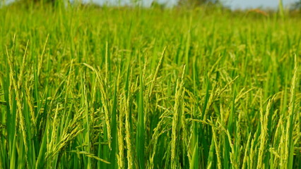 Rice field agriculture grain food yield season
