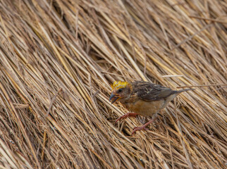 A Weaver Bird collecting nesting material from the heap of straws
