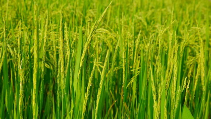 Rice field agriculture grain food yield season