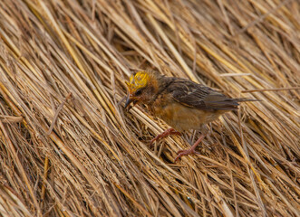 A Weaver Bird collecting nesting material from the heap of straws