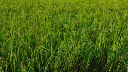 Rice field agriculture grain food yield season