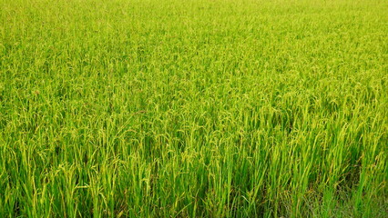 Rice field agriculture grain food yield season