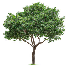 Branch with lush green leaves from a big tree isolated on a Transparent background creating a serene view, Isolated image branch with leaves big tree on PNG background