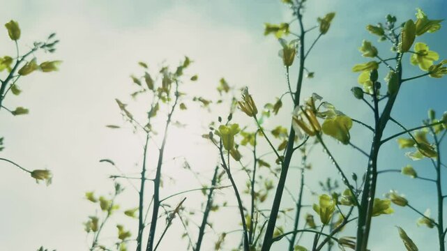 Sky sun and yellow jasmine flowers
