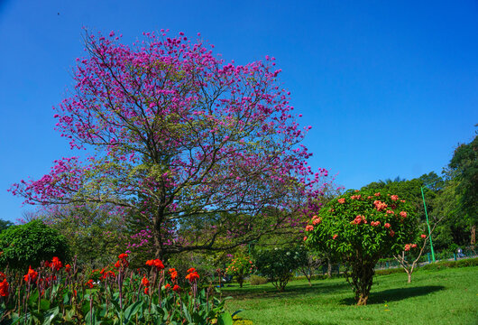 A wonderful flowering tree located in a manicured garden of Cubbon Park in Bangalore (India)