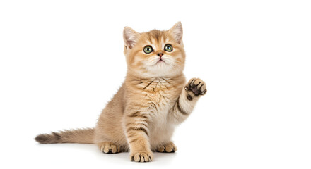 Obraz premium cat isolated on white background