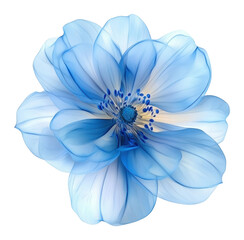 Fototapeta premium PNG Blue flower petals illustration asteraceae.