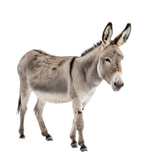 Fototapeta premium Donkey On White Background