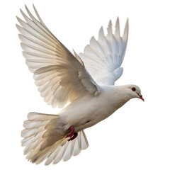 Fototapeta premium Dove Flying On White Background