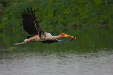 Painted Stork photpographed in Vedanthangal Bird Sanctuary (Tamil Nadu, India)