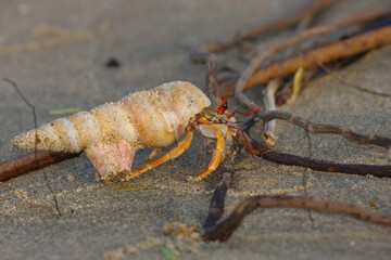 A Sea Snail walking on the sand of Paradise beach (Pondicherry, India)