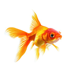 Fototapeta premium Colorful orange goldfish swimming gracefully in a clear Transparent background, Orange Goldfish isolated on PNG background