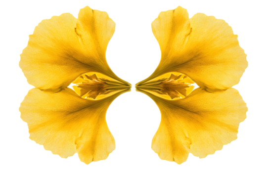 Symmetrical, vibrant yellow flower petals