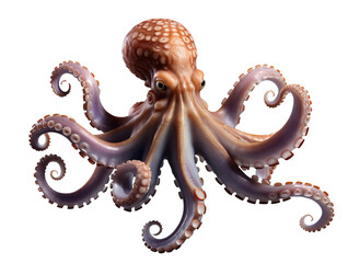 Obraz premium Detailed Close-Up of a Colorful Octopus with Intricate Tentacles