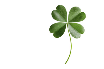 Green Four Leaf Clover Isolated on White Background for Luck