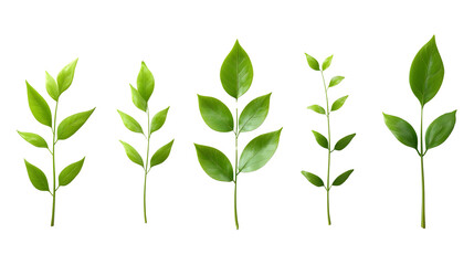 Fototapeta premium Green Leaf Collection of Various Shapes and Sizes for Nature Theme