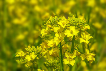 Obraz premium 菜の花 