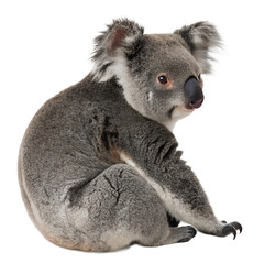 Naklejka premium Koala Isolated On White Background