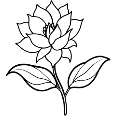 Minimal Wild Bloom Vector on White