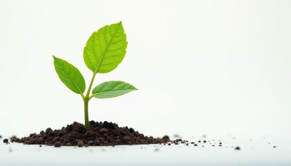 Naklejka premium Small, vibrant sapling on stark white background Perfect for environmental themes , photography, botanical