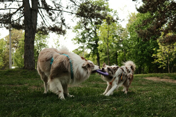 Two Border Collies play together, holding a purple ring toy while running through a forest trail. Joyful and dynamic pets moment captured in spring greenery under tall trees.