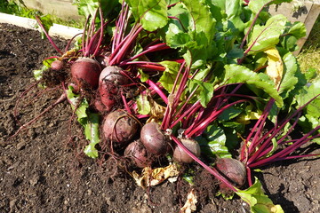 Freshly harvested beetroots lying on the ground