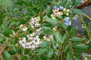Blueberries growing on bush in orchard, showing different stages of ripeness