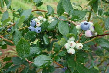 Blueberries growing on bush with green leaves in orchard