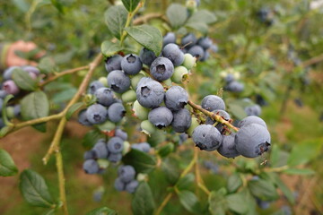 Ripe blueberries growing on bush in fruit orchard