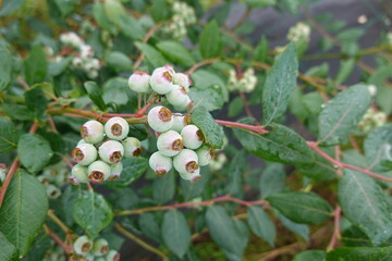 Unripe blueberries growing on bush in orchard