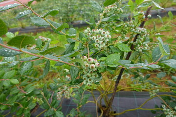 Unripe blueberries growing on bush in orchard