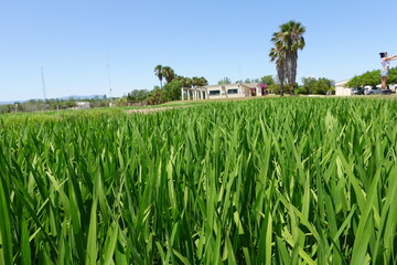 Lush green rice field growing in agricultural landscape