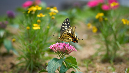 Close-up of a butterfly on vibrant pink flowers – captured with Sony ILCA-77M2 and SAL 85F2.8