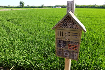 Wooden insect hotel providing shelter in green rice field