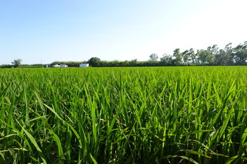 Obraz premium Lush green rice paddy field stretching under blue sky