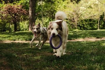 Two Border Collies play together with purple ring toy while running through a forest trail. Joyful and dynamic pets moment captured in spring greenery under tall trees.