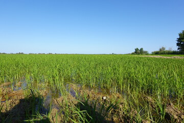 Obraz premium Lush green rice paddy field growing under blue sky